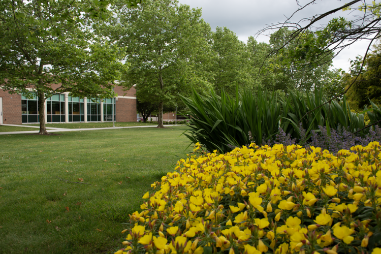 Flowers in spring